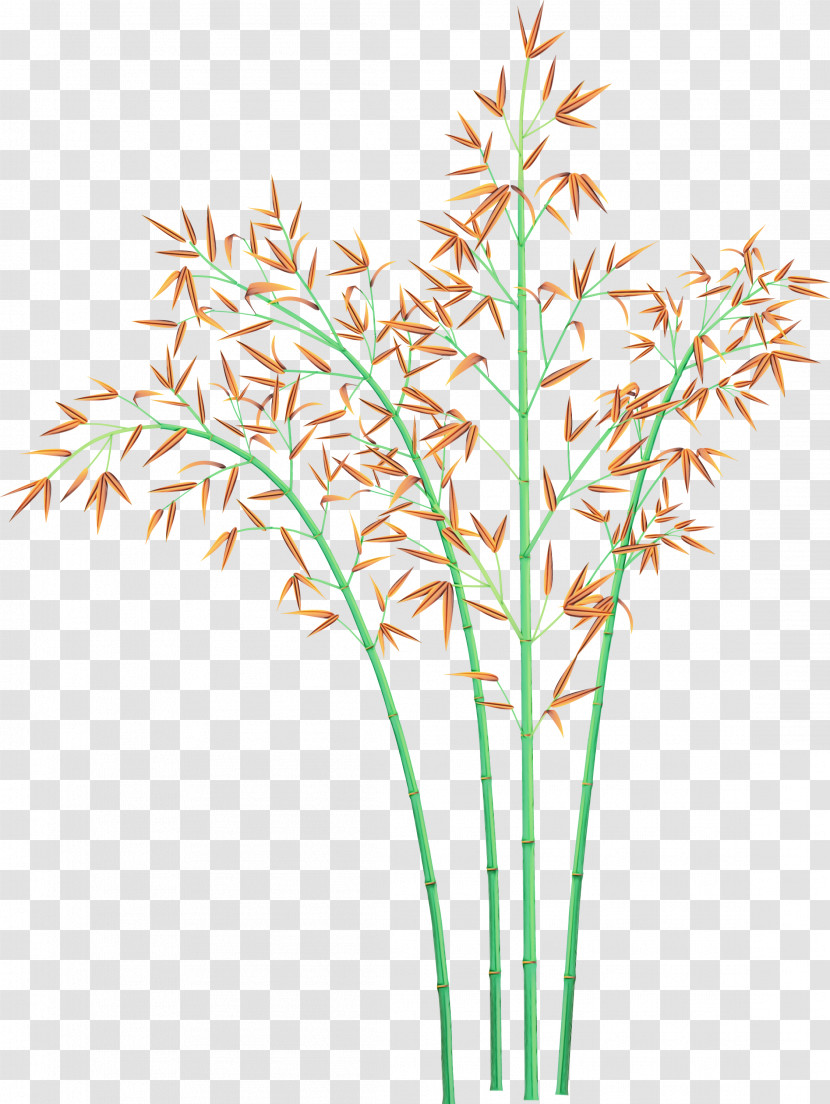 Grass Plant Flower Grass Family Plant Stem Transparent PNG