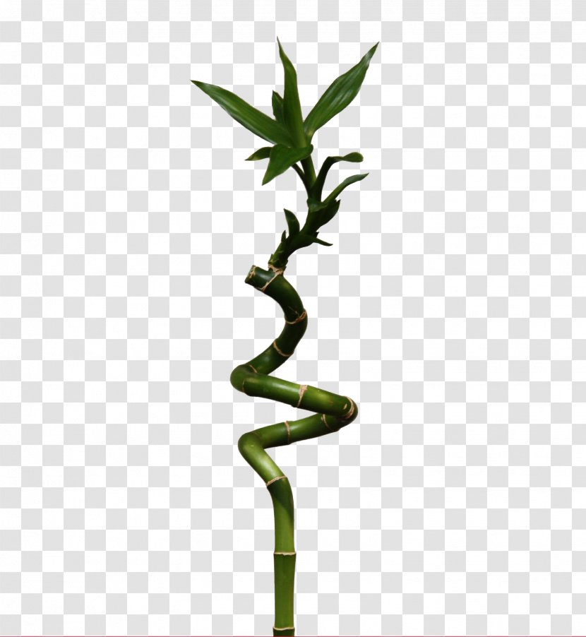 Lucky Bamboo Embryophyta Dracaena Braunii Bambusa - Twig Transparent PNG