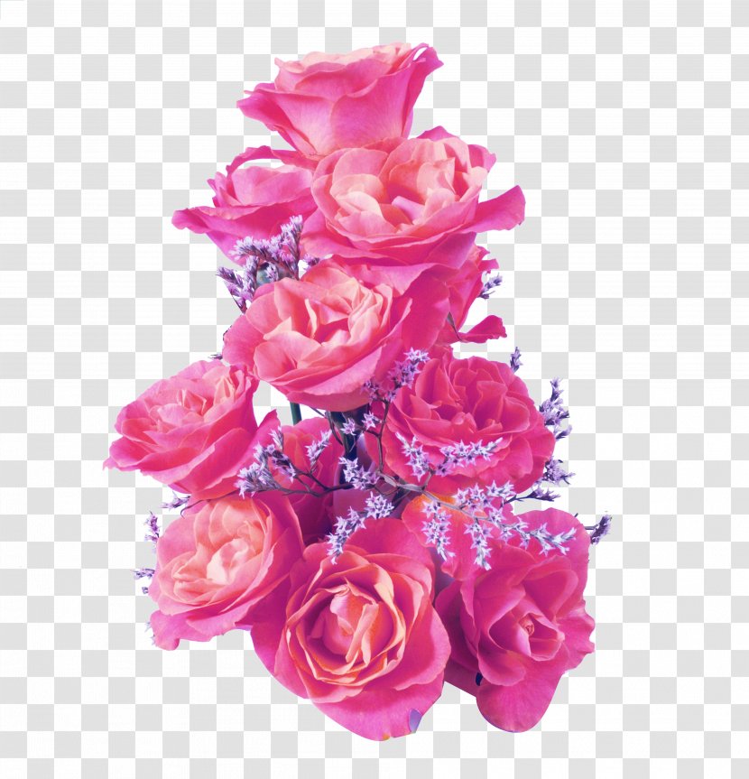 Rose Quotation - Garden Roses - Pink Petals Transparent PNG