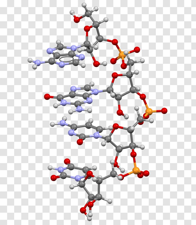 Protein Biosynthesis Transfer RNA Guanosine Triphosphate - Nucleobases Rna Transparent PNG