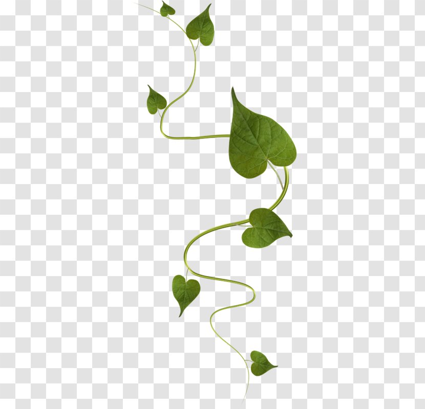 Leaf Green - Plant Stem - Flower Transparent PNG