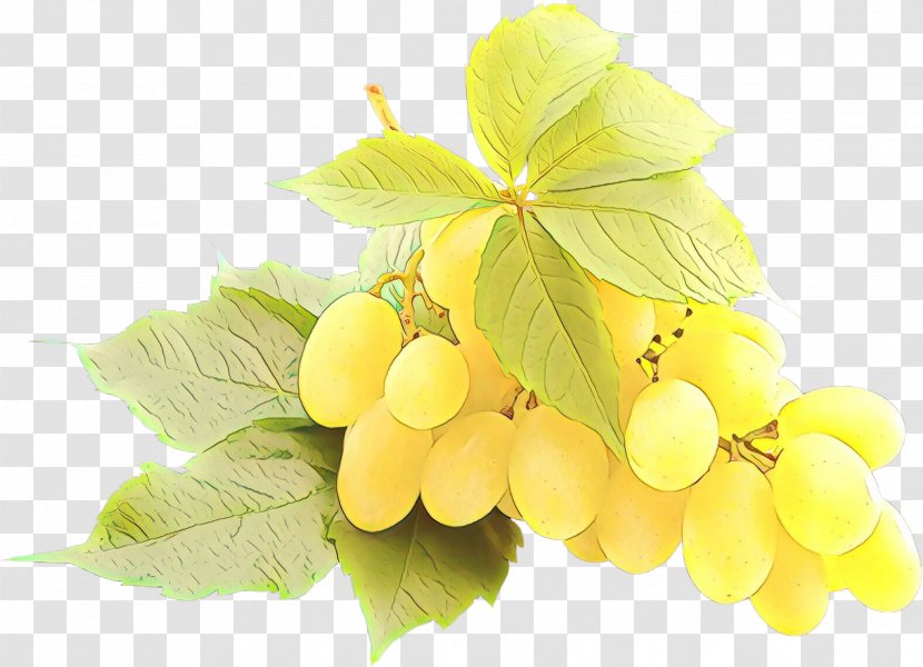 Leaves Background - Common Grape Vine - Barberry Family Sultana Transparent PNG