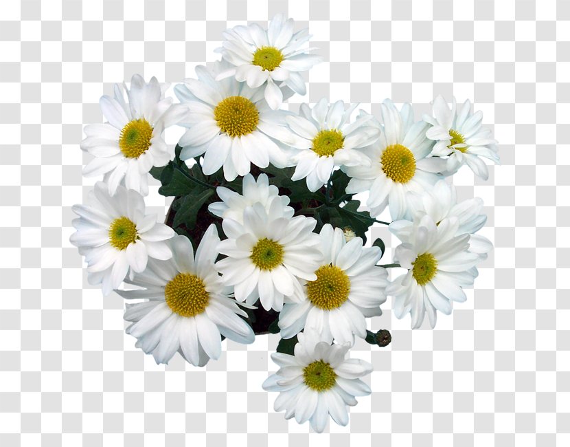 Common Daisy Marguerite Oxeye Chrysanthemum Roman Chamomile - Albert Camus Transparent PNG