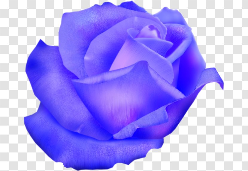 Blue Rose Garden Roses Cabbage Cut Flowers Transparent PNG