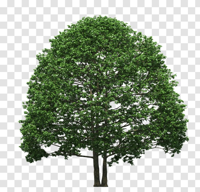 Evergreen Tree Of 40 Fruit Pine Transparent PNG