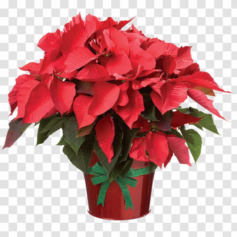 Poinsettia Clip Art Birth Flower Plants - Garden Transparent PNG