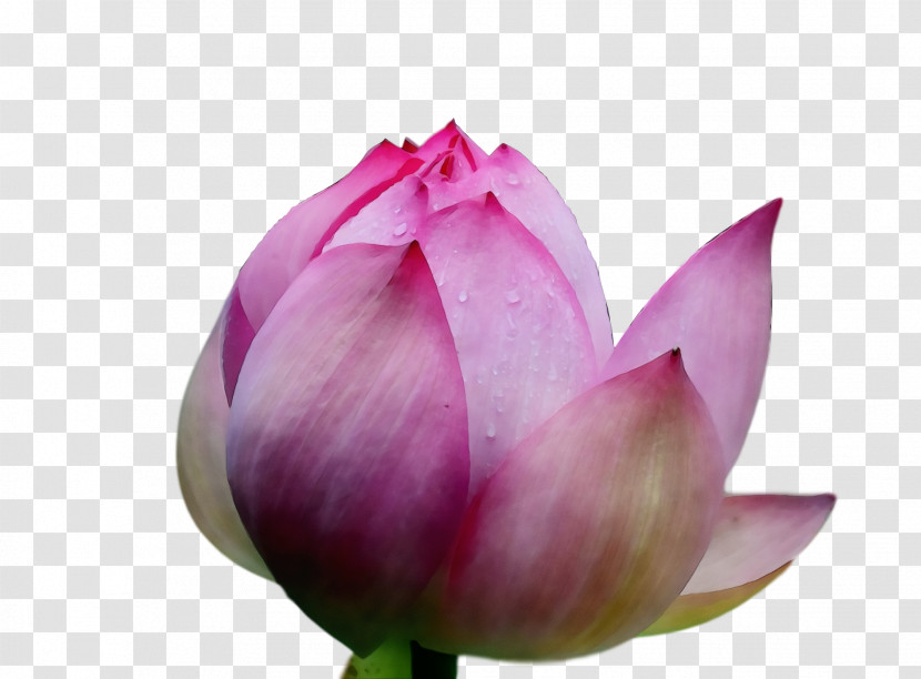Sacred Lotus Plant Stem Bud Purple Close-up Transparent PNG