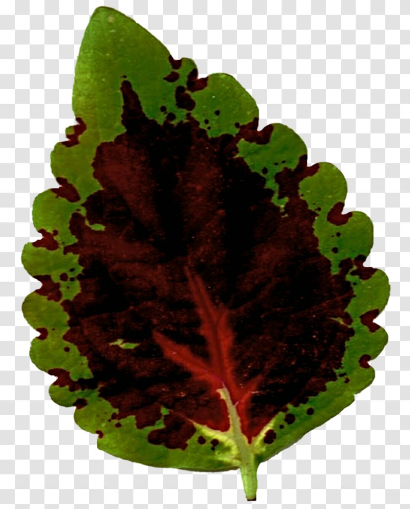 Leaf Vegetable Plant Pathology Herb - Speckled Transparent PNG