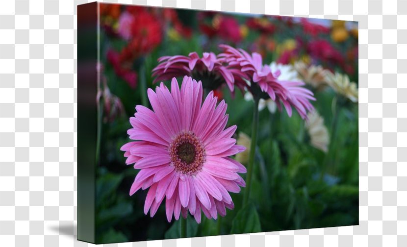 Transvaal Daisy Chrysanthemum Coneflower Common Wildflower Transparent PNG