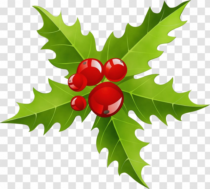 Holly - Tree - Fruit Woody Plant Transparent PNG