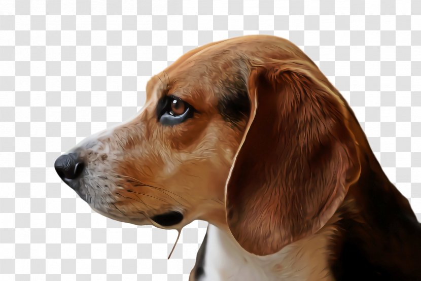 Dog And Cat - Coonhound - Ear Finnish Hound Transparent PNG