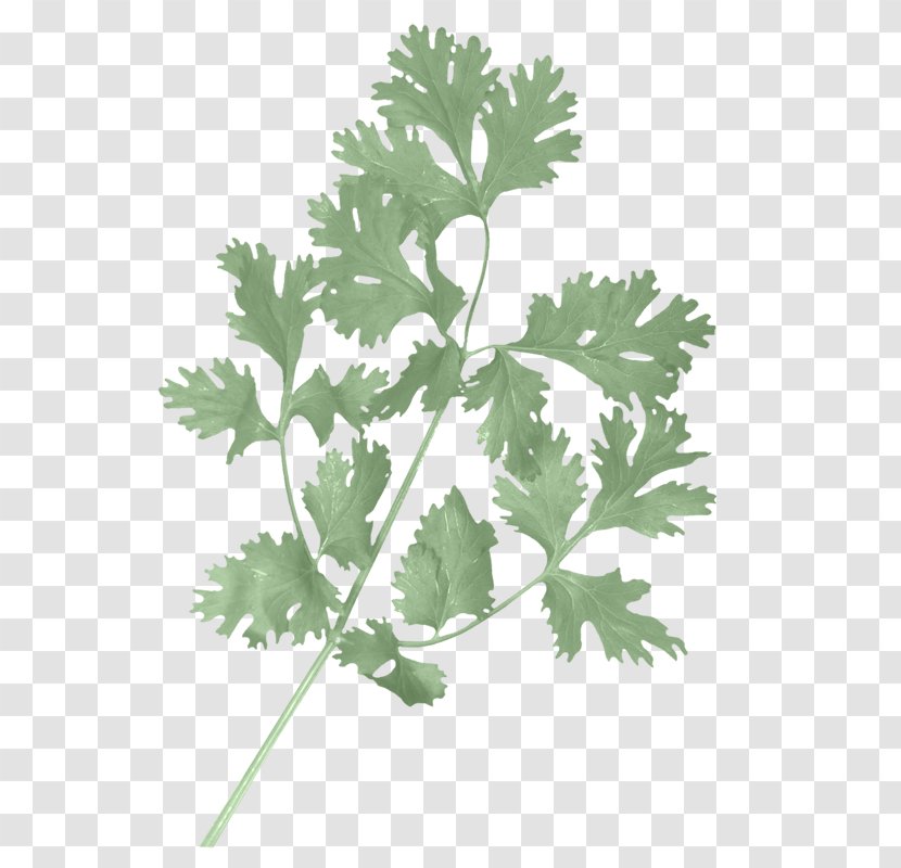 Indian Cuisine Vietnamese Coriander Herb Parsley - Plant Transparent PNG