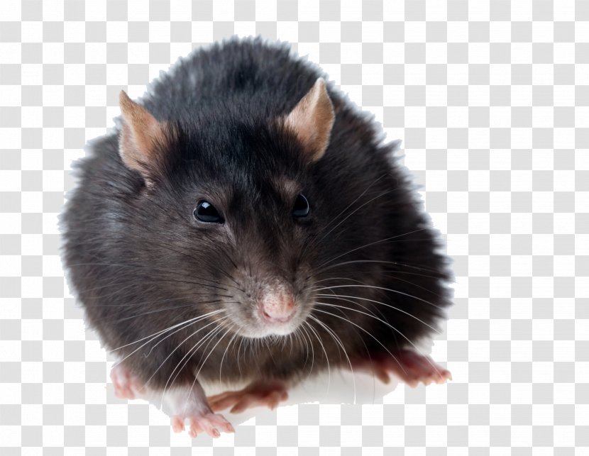 Brown Rat Black Rodent Mouse Pest Control - Snout - Photos Transparent PNG