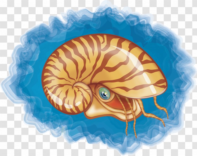 Chambered Nautilus Seashell Mollusc Shell - Watercolor - Conch Vector Transparent PNG