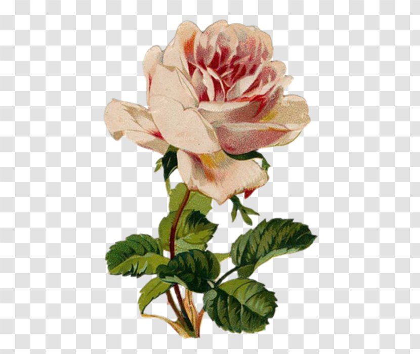 Garden Roses Health Flower Healing - Rosa Centifolia Transparent PNG