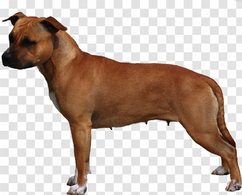 American Staffordshire Terrier Dog Breed Bull Pit Transparent PNG