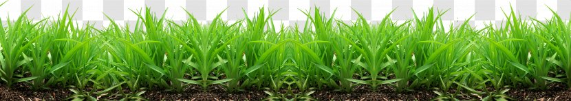 Lawn Industry Wallpaper - Plant - Grass Image, Green Picture Transparent PNG
