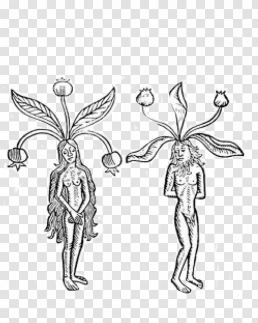 Plant Mandragora Root Ethnobotany Magic - Pollinator Transparent PNG