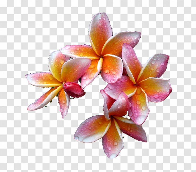 Plumeria Rubra Flower - Free Download Transparent PNG