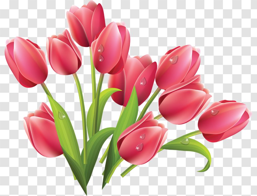 Tulip Clip Art Vector Graphics Flower Bouquet - Plant Transparent PNG