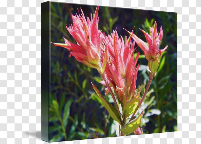 Flowering Plant Wildflower Shrub - Flower - Botanical Flowers Transparent PNG