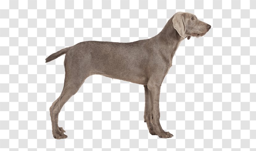Weimaraner Dog Breed Plott Hound Pointer German Shepherd - Wirehaired - Puppy Transparent PNG