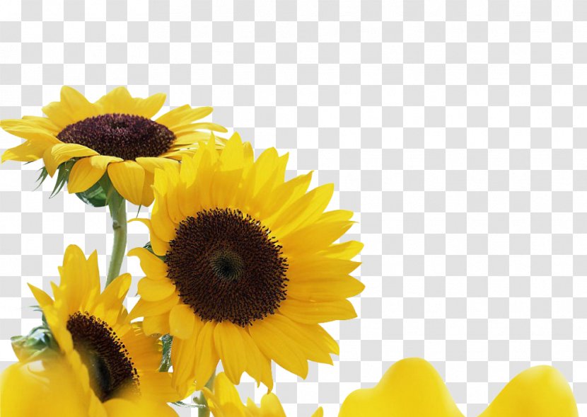 Common Sunflower Song YouTube Plant Hey Brother - Cartoon - Yellow Sunflowers Transparent PNG
