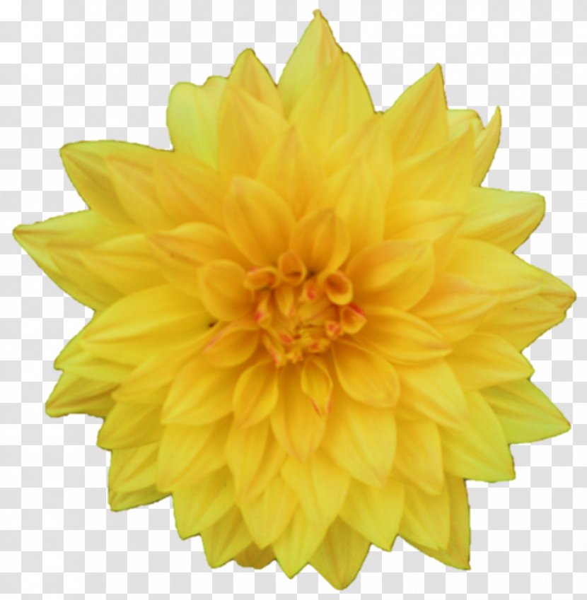 Flower Yellow Dahlia Clip Art - Standard Test Image Transparent PNG