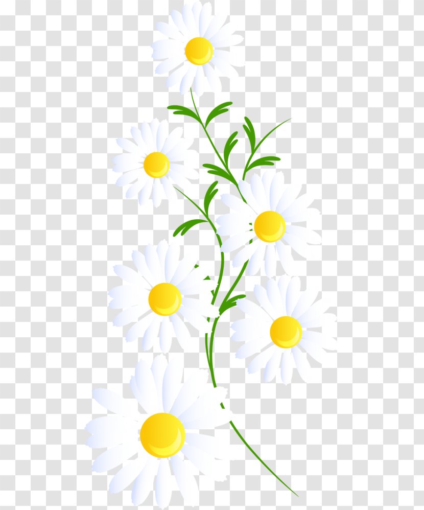 Common Daisy Clip Art Margarita Image Desktop Wallpaper - Flower Bouquet Transparent PNG