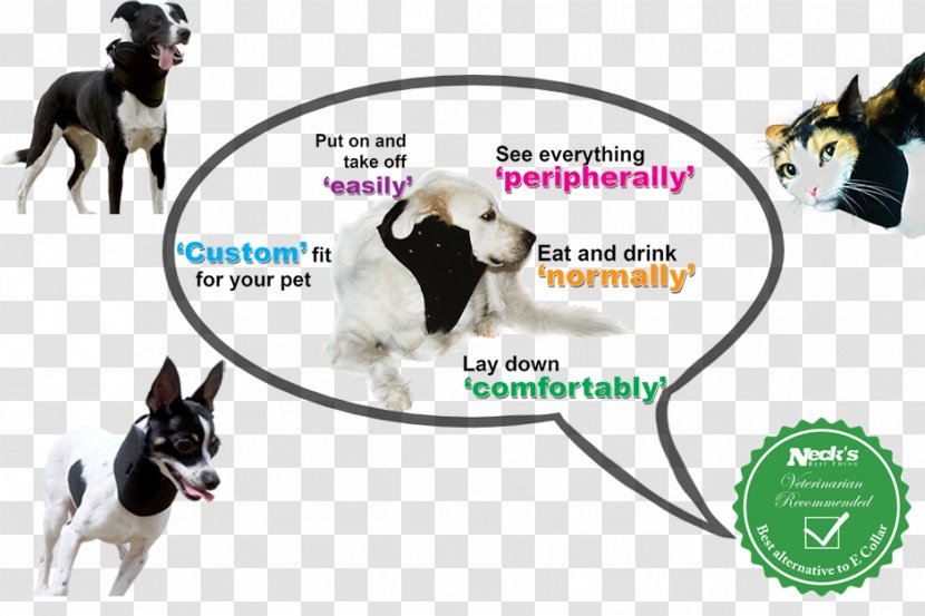 Dog Breed Boston Terrier Cat Leash Elizabethan Collar Transparent PNG