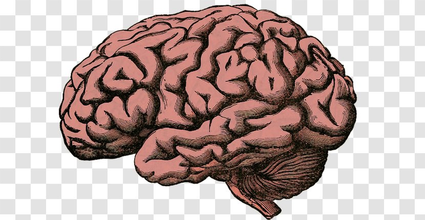 Human Brain Project Superficial Veins Of The - Cartoon - Mind Transparent PNG