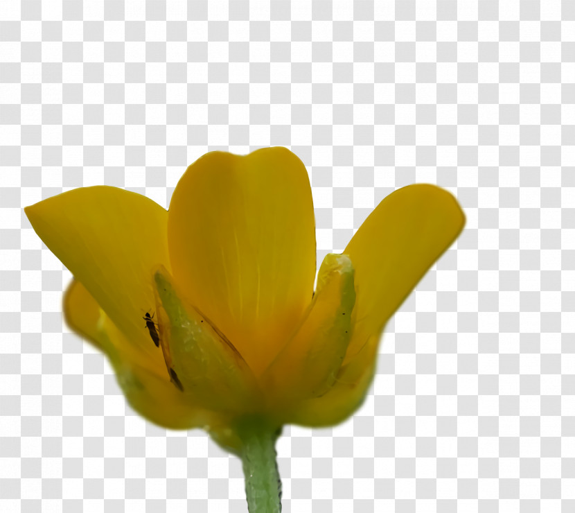 Plant Stem Petal Bud Yellow Flower Transparent PNG