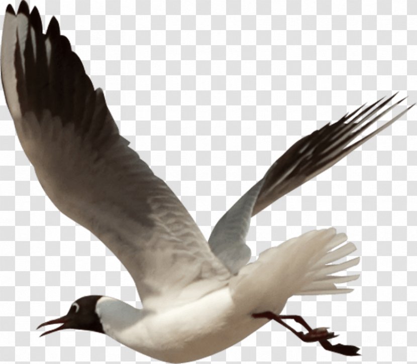 Bird Goose Clip Art - Wing Transparent PNG