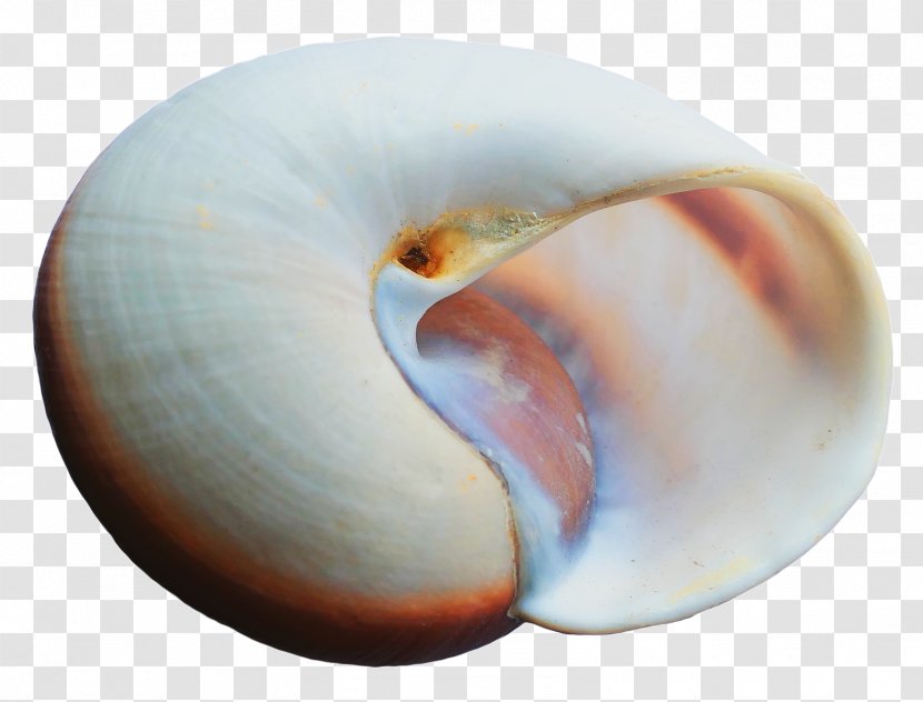 Icon - Image Resolution - Sea Shell Transparent PNG