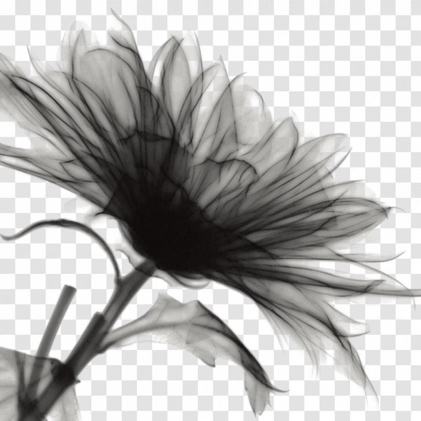 Ink Wash Painting Flower - Raster Graphics - Textured Black Flowers Transparent PNG