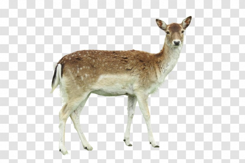 White-tailed Deer Roe Image Photograph - Mammal Transparent PNG