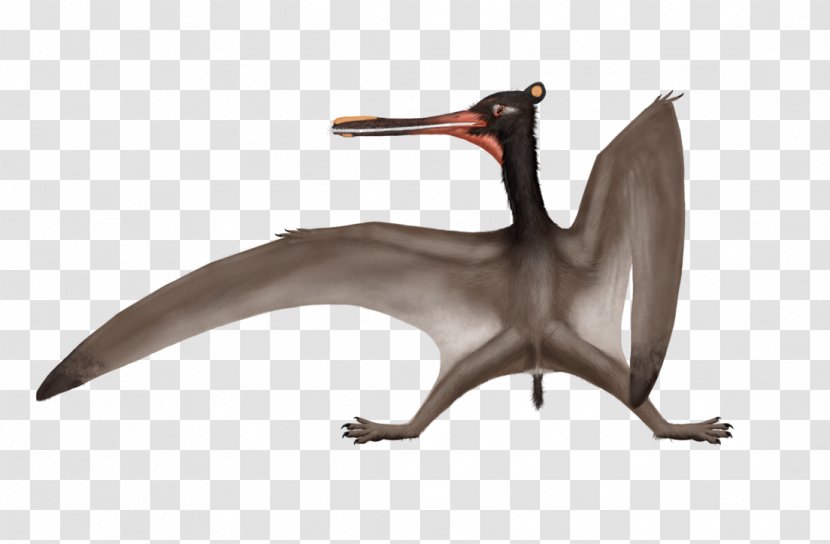 Cathayopterus Ctenochasma Feilongus Pterodaustro Nemicolopterus - Kryptodrakon - Pterosaur Transparent PNG