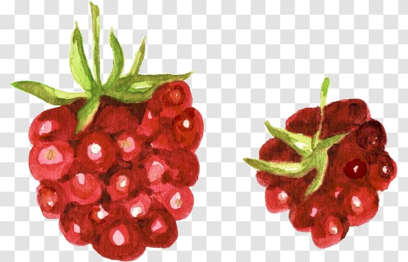Cranberry Raspberry Zante Currant Accessory Fruit Watercolor Painting - Natural Foods - Raspberries Watercolour Transparent PNG