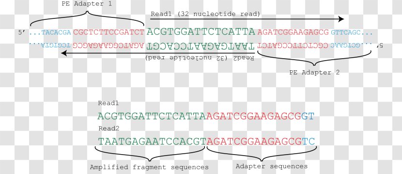 Line Document Angle Point Organism - Paper - The Title Sequence Transparent PNG