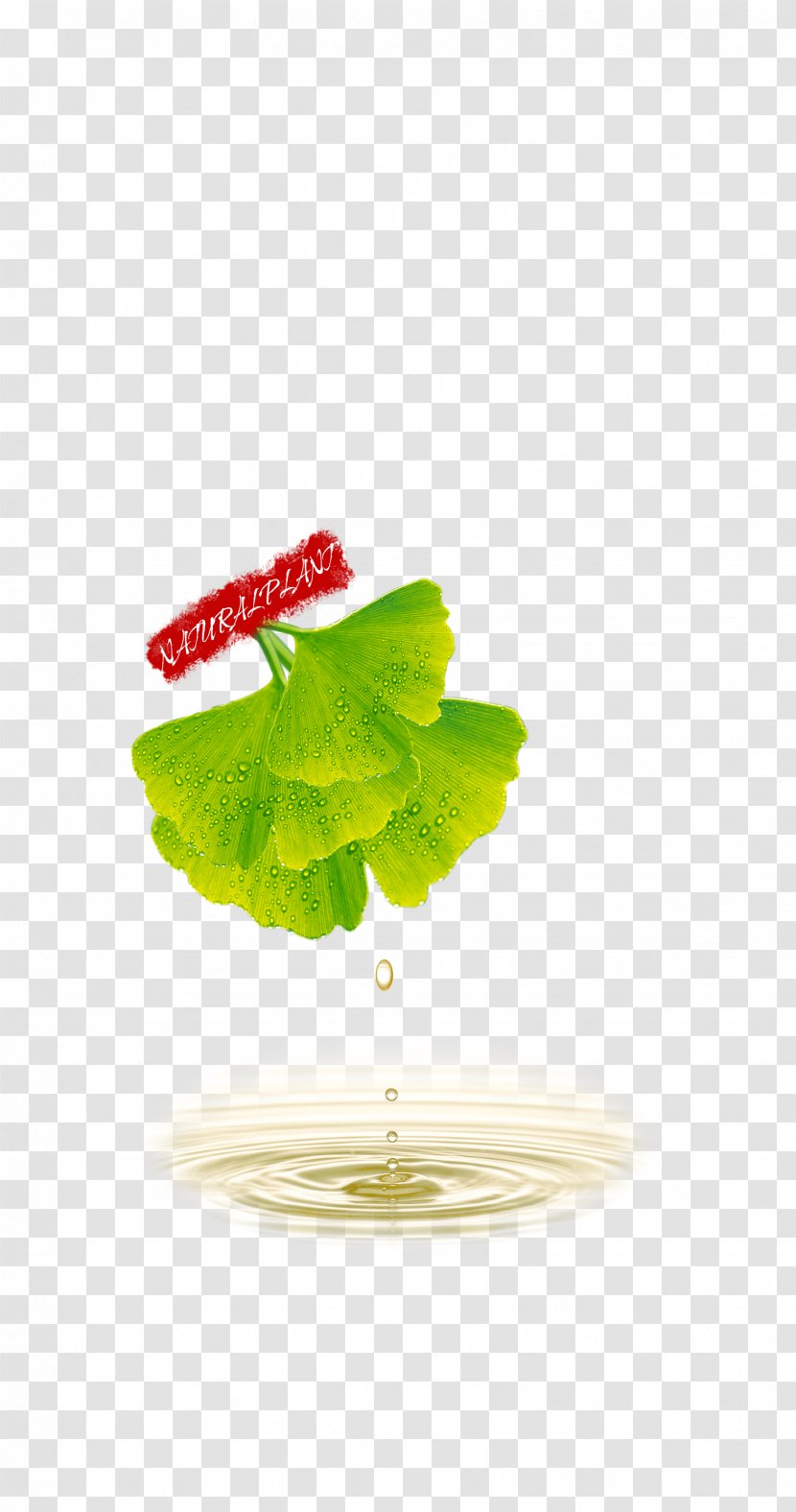 Ginkgo Biloba Poster - Green Background Material Transparent PNG