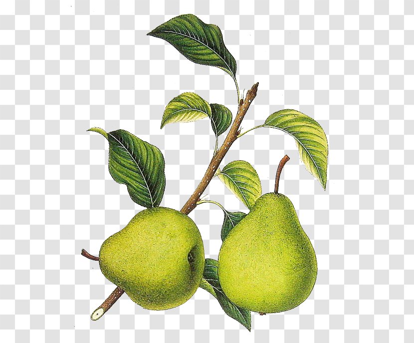 Botanical Illustration Pear Fruit Prints Transparent PNG