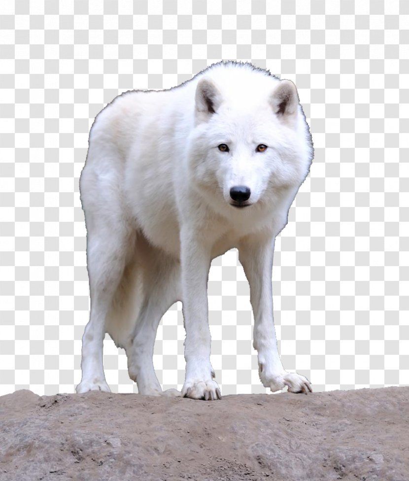 Bingxue Big World Alaskan Tundra Wolf Greenland Dog Arctic - Fur - A White Transparent PNG