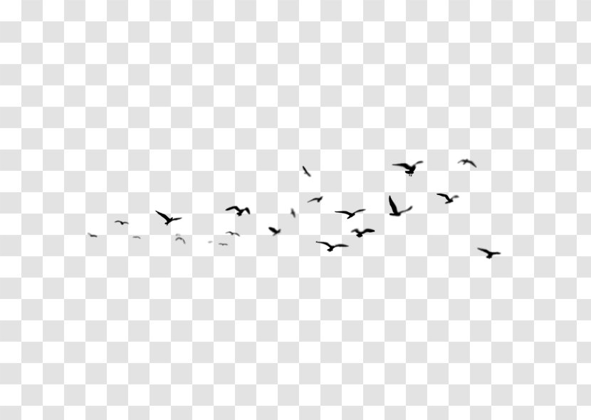 Liuyang Oil Painting Wall - Symmetry - Group Of Birds Transparent PNG