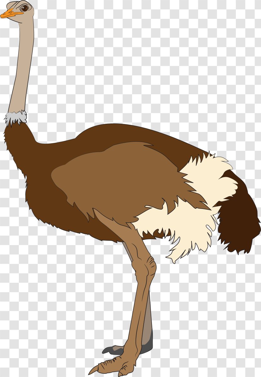 Common Ostrich Clip Art - Vertebrate Transparent PNG