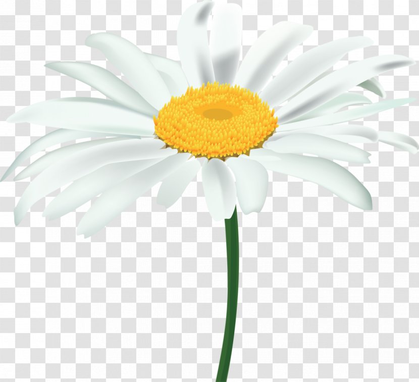 Flower Plant Oxeye Daisy Chamomile Family Transparent PNG
