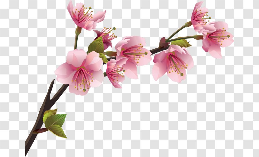 Cherry Blossom Branch Flower - Twig Transparent PNG