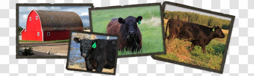 Advertising Recreation - Angus Cattle Transparent PNG