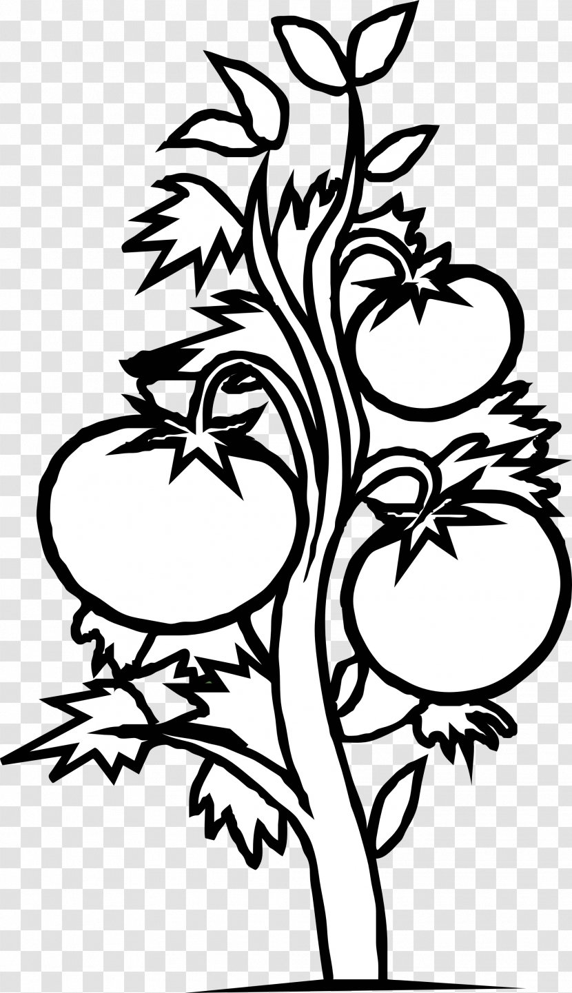 Tomato Plant Black And White Vegetable Clip Art - Eggplant - Seedling Cliparts Transparent PNG