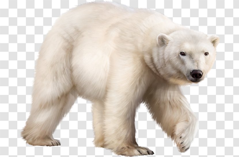 Polar Bear Ligue De L'enseignement Mathematics Ursa Major - Snout Transparent PNG