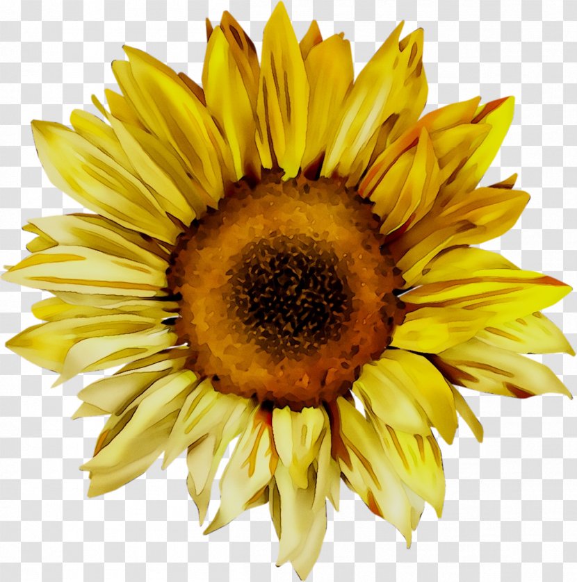 Common Sunflower Autoverwertung Grosch Peter Image Stock.xchng - Plant Transparent PNG